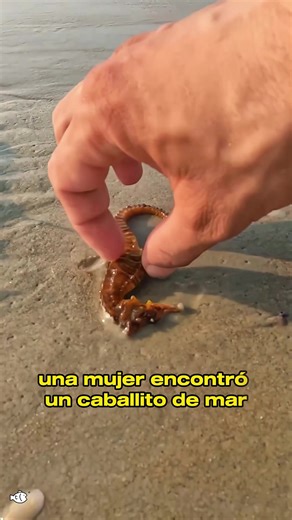 Incredible Rescue Story of a Tiny Seahorse