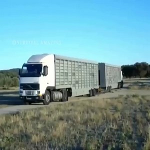 83K views · 218 reactions | Thousands Of Birds Are Released Into Environment | Ashleigh Ross | Facebook