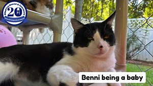2.4K views · 360 reactions | Our big, goofy baby Bennington is so cute!  | Blind Cat Rescue and Sanctuary, Inc. | Facebook
