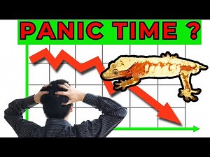 The Crested Gecko Market - Time to PANIC ?