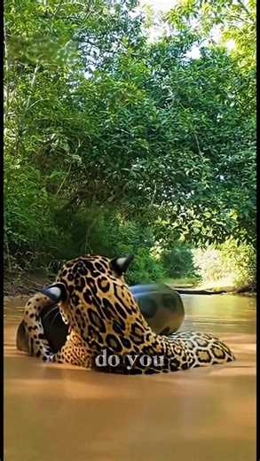 Elephant vs Hippo Real Fight | Who Would Win This Deadly Animal Battle? #wildlife #predator