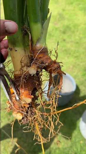 Remove some roots of Cylindrical Snake Plant 🪴