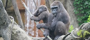 The Zoo Trip streaming with english subtitles FULLHD