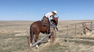 🐴 Dirty Steve spent the summer of 2023 on 38,000 acres of pasture looking after 1,100 pairs. He's seen the big days of trotting long miles through steep coulees and rough terrain. He's sure footed in the rocks over logs, through bogs, and crosses water, and he does all of this while giving his rider all the confidence they need in his safety. His ranch resume includes dragging calves, doctoring alone, working bulls, sorting pairs, moving cows, opening and closing gates, and he's as willing as a