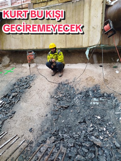 Winter Survival of Wolves: Fascinating Insights