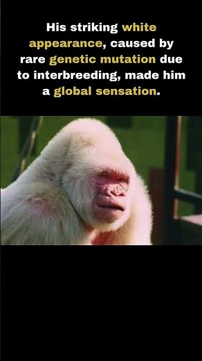 The Only Albino Gorilla Ever Seen on Earth..