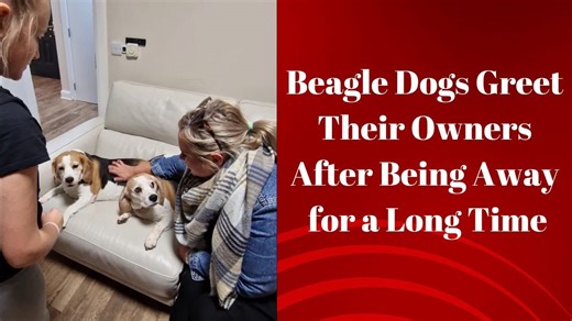 Beagle dogs greet owners with uncontainable excitement