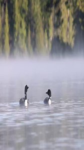 Loons calling #loon #call #sound #foryou #foryoupage #wildlifephotography #nature #animals #kayaking #kayak #bird #nationalgeographic #natgeo | Jhoniel | Facebook