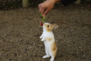 All About Okunoshima: The Rabbit Island of Japan