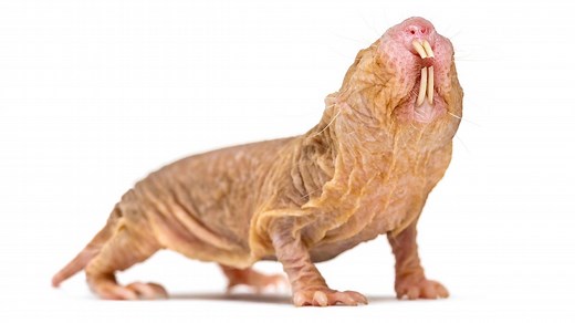 The Naked Mole Rat Exhibits Hive Behavior, Lives Up to 30 Years