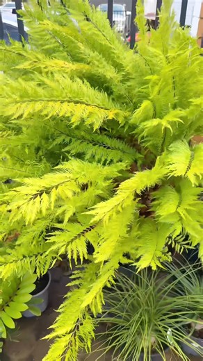 Drynaria rigidula ‘Whitei’ 🌿 A stunning native basket fern found in Australia and Southeast Asia. In nature it grows on trees or rocks, thriving in tropical rainforests — especially Far North Queensland. Sculptural, resilient and timeless. $88 #mappins #whiteifern #basketfern #drynariarigidula #australiannatives | Mappins Nursery & Aquarium