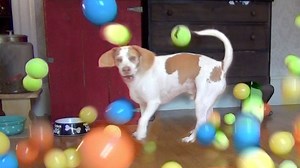 Dog Gets the Surprise of a Lifetime—100 Balls for His Birthday