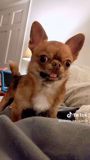 A How-To guide to get away with making a bed in a bed for 20 minutes straight. #merkinwarbeck #dukeofbork #merkinbequirkin #animals #petsoftiktok #chihuahua #chihuahuastiktok #cute #howto #imgonnatakemytime #adorable