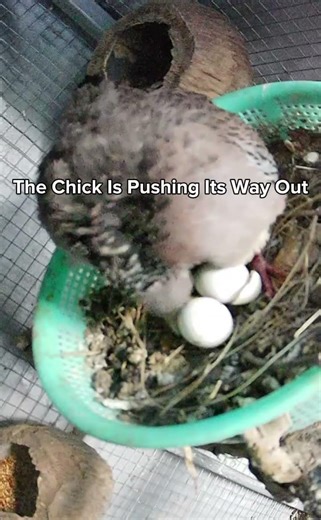Baby Dove Hatching: You Can See the Chick Pushing Out