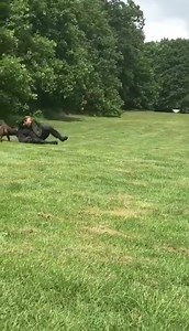 POLICE DOGS PUT THEIR BEST PAWS FORWARD FOR GED WALKER COMPETITION Police dogs and handlers were put through their paces at a competition hosted by Thoresby Park near Newark on Monday (27 May 2019). As part of Thoresby Park's fun dog show, there were police dog demonstrations and the Ged Walker Police Dog Competition, which returned after 5 years. The competitors completed a number of tasks, including 'chase and detain' where PS Gavin Berry took on the role of the 'suspect'. 6 pairings took part
