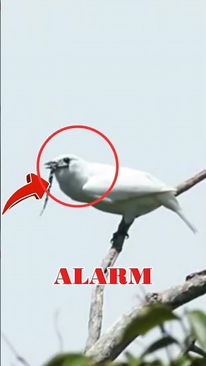 Terrifying Bird Sounds That Will SHOCK You 😱 #animals #birds