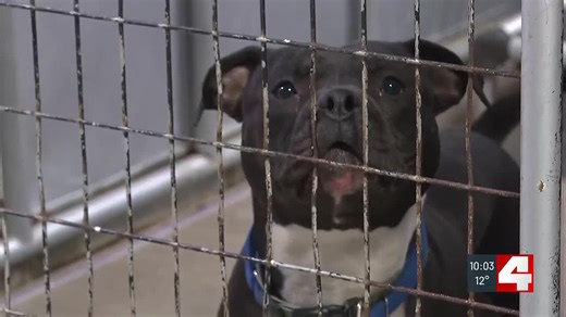 St. Louis braces for single-digit temperatures as animal shelter gets heating fixed