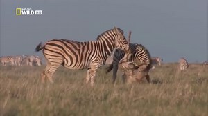 When and why do stallions kill foals? - Good Horse