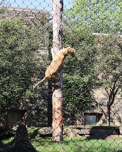 1.2M views · 2.5K reactions | Happy 12th birthday to our lioness, Tajiri!  Tajiri has become a master of our big cat feeding pole. As you can see, she uses her incredible hunting skills to climb 15 feet up to grab the food at the top before jumping back down to enjoy her meal. We’re so thankful to the donor who graciously funded this project and to all who make projects like this possible. | Philadelphia Zoo | Facebook