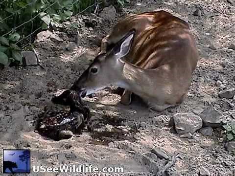 Birth of twin Fawns