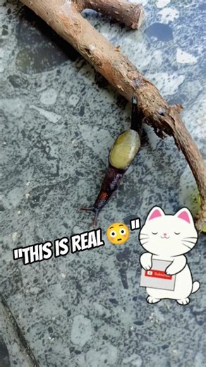 “This Isn’t an Alien… It’s a Real Creature Found on the Floor 😳” #shorts #trending #viral #subscribe