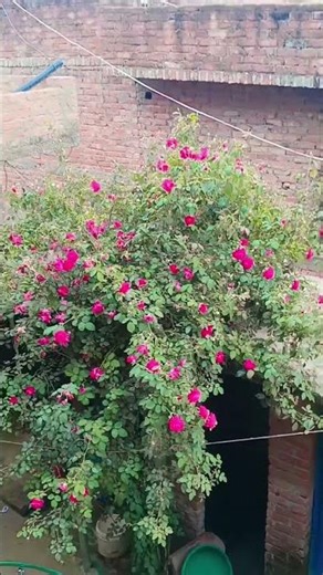 #Transfor me Roze is the best #phool #trending #trees