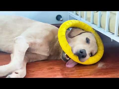 Adorable Labrador naps with toy halo in Sichuan, China