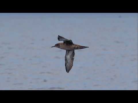Sooty Shearwater - (Ardenna grisea) - Flying Swimming and Several Thousand Feeding