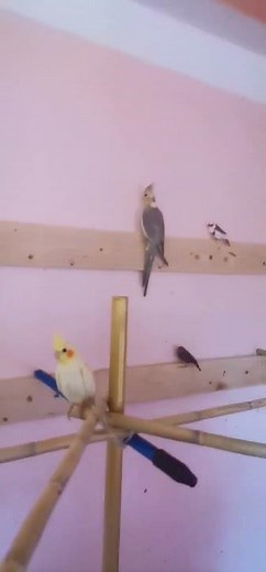"Cockatiel Mutations in their Spacious Cage: A Colorful and Charming Display" part 5