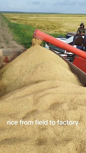Rice Transport in Guyana: From Field to Factory