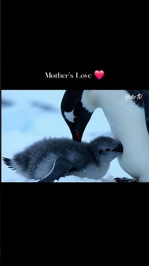 Baby Penguin Crying in cold, Saved by Mother’s Hug | Arctic | Animals Love