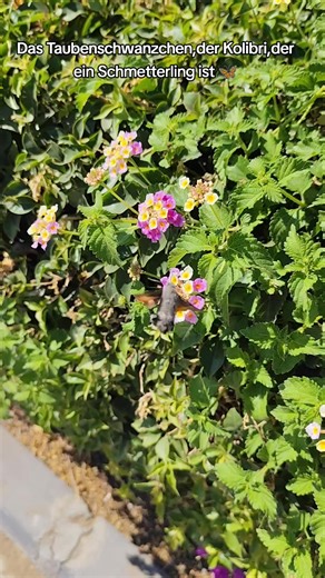 Das Taubenschwanzchen, fliegt wie ein Kolibri, verbraucht Unmengen an Kalorien, sehr schön anzusehen #taubenschwänzchen #natur #lebewesen #nature #beauty