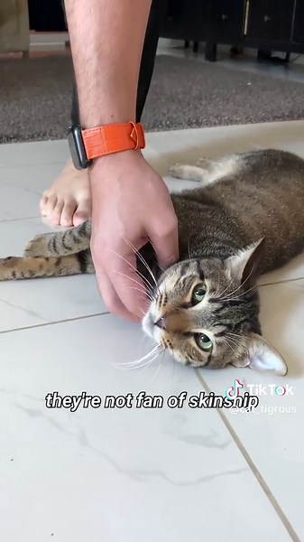 Discover Your Cat's Paw Personality with These Fun Facts!