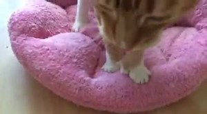 5.5K views · 984 reactions | The claws go marching one by one hurrah hurrah.  #claws #march #citythekitty #pawsneedclaws #makingbiscuits For more of my funny videos go to YouTube.com/citythekitty | City the Kitty | Facebook