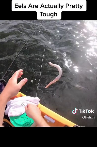 Eel Survives Bluefish Attack in Rhode Island Waters