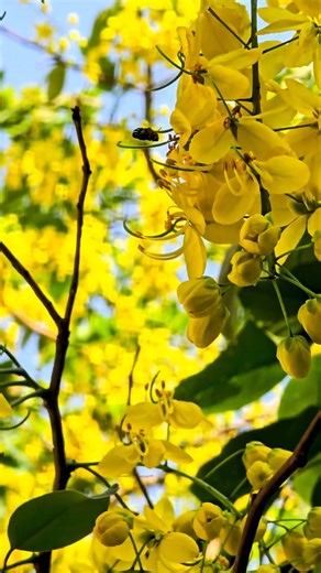 Bee Lands on Golden Cassia Fistula flower#nature#flowers#garden #insects #4k #hdr #bee #satisfying