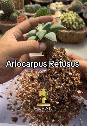 Cactus Repotting 🌵 Ariocarpus Retusus 🌵 #ariocarpus #cactus #kaktus #succulents #succulentgarden