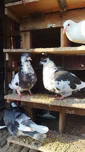 Mogging the Grain Bowl with Infinite Drip 🎨🥣 #shorts #kabootar #kabutar #animals #rizz #slay #drip