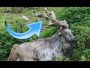 STRANGEST Animals That Are Hard To Believe Are Real