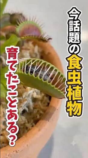 Must-See for Houseplant Lovers! How to Grow Carnivorous Plants: 3 Tips for Successful Repotting #...