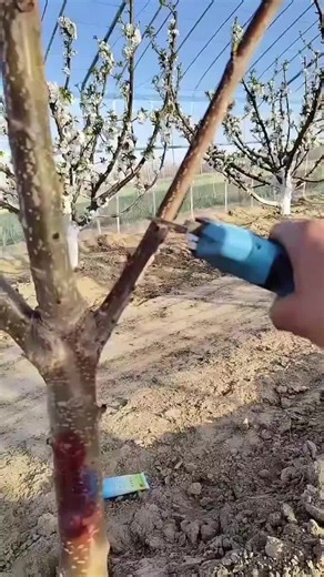 Effective Young Tree Pruning Tips for Gardeners