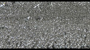 138K views · 3.8K reactions | Stopping the global decline of...