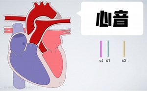 【搬运 中英字幕】（英音）看动图学心音！Heart sounds for beginners 🔥 🔥 🔥 S1, S2, S3 & S4