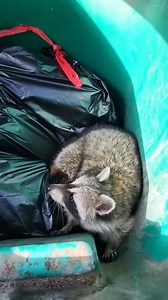 why so cute #animals #rescueanimals #rescue #fyp #raccoon | Khairun Nisa