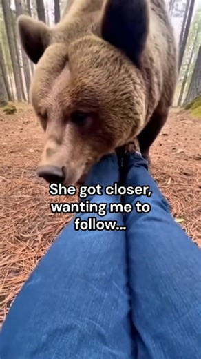 @yamatosenseii on Instagram: "The Rescue in the Copper Woods The Alaskan summer sun hung low but bright over the emerald canopy of the Tongass National Forest. Yamato moved silently through the dense underbrush, his eyes sharp and alert. He wasn't there to hunt; he was there to find peace in the raw, untamed beauty of the North. As he crossed a clearing near a glacial stream, a distressed, guttural roar echoed through the pines. Yamato froze, then sprinted toward the sound. The Mud Trap In a hid