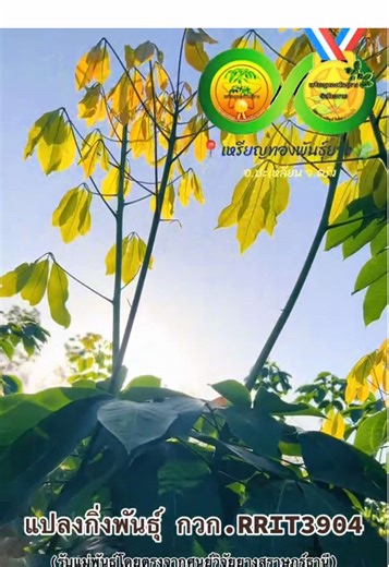 แปลงกิ่งพันธุ์ กวก.RRIT3904 #ยางตาเขียว #ยางชำถุง #ผลิตเองทุกขั้นตอน #เหรียญทองพันธุ์ยาง🎋 #ต้นกล้ายาง @อัจราภรณ์ ศรีวิลัย @Lertpipat Aroonruangsirilert