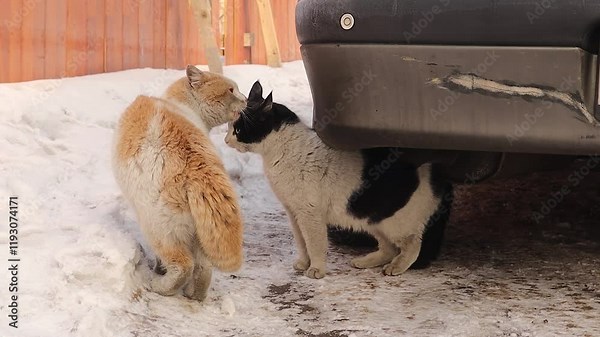 Two male cats compete for territory, approaching each other closely, puffing up their bodies, and making intense caterwauling sounds. They prefer intimidation over a fight, parting without conflict