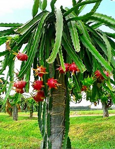 Cuttings of Dragon Fruit Plant, Hylocereus Pitaya, Rare Cultivars Cactus - Etsy