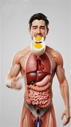 “You Won’t Believe What Happens When You Eat a BIG Boiled Egg 🥚 | 3D Inside Your Body!”