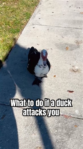 What to do if a duck attacks you